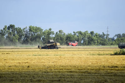 Scenic view of agricultural field against clear sky