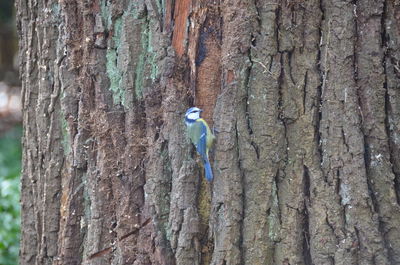 Rear view of bird perching on tree trunk