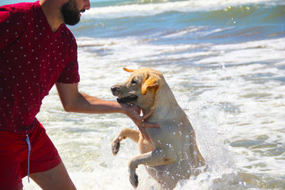 Dog on beach