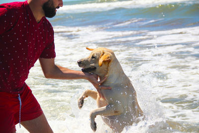 Labrador retriever dog playing in the sea, jumping waves