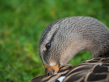 Close-up of a bird