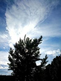 Low angle view of tree against sky