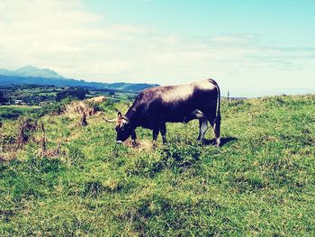 Horse grazing in a field