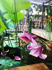 Close-up of pink flower on potted plant by window