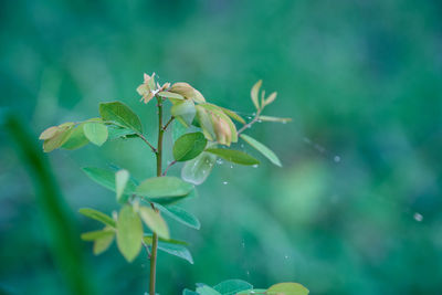 Close-up of flowering plant