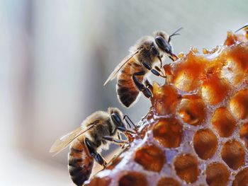 Close-up of bee pollinating flower