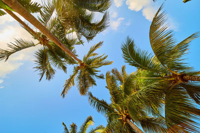 Low angle view of coconut palm tree against blue sky