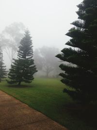 Trees on field