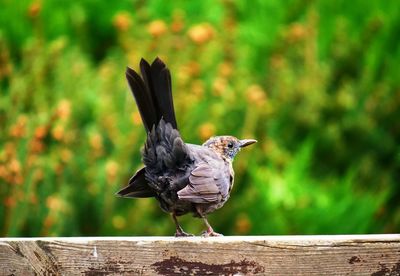 Blackbird chick - amselküken