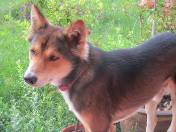 Close-up of dog looking away on field