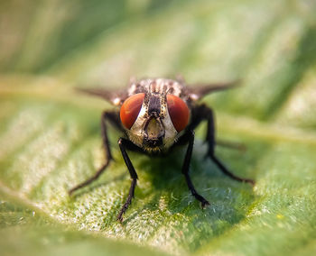   house fly in green background