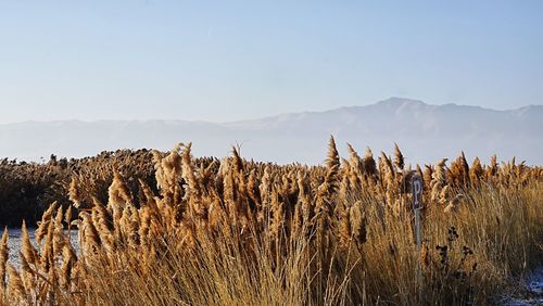 Grass on field against clear sky
