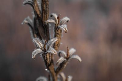 Close-up of dry plant