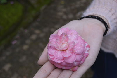 Close-up of hand holding pink rose