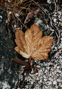 High angle view of maple leaf on field