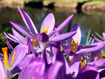 Close-up of purple crocus flowers in pond