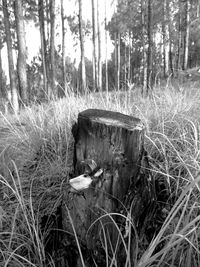 Grass in forest