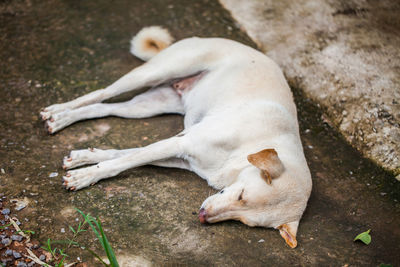 High angle view of dog lying on land