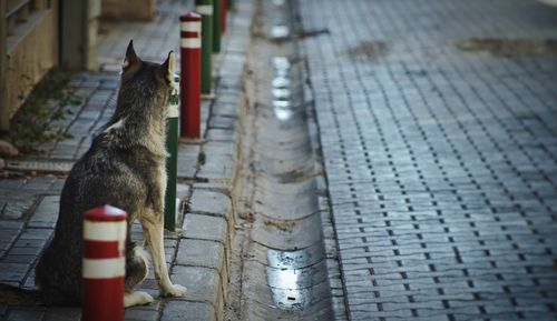 Cat sitting on water