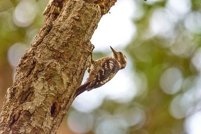 Close-up of squirrel on tree trunk