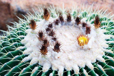 Close-up of succulent plant