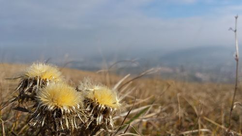 Close-up of dandelion