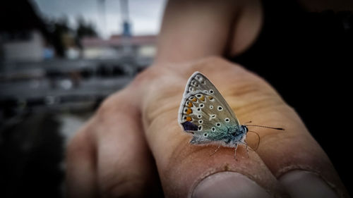 Close-up of butterfly on hand