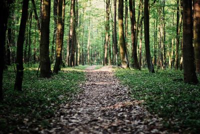 Footpath amidst trees in forest