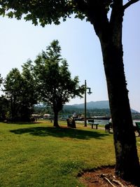 Trees on field against clear sky