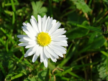 Close-up of white daisy flower