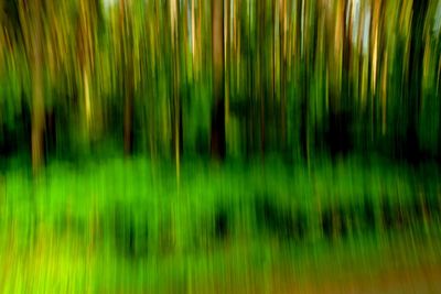 Full frame shot of trees growing on field