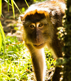 Portrait of monkey