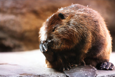 Close-up of a beaver 