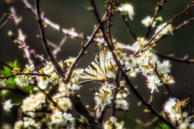 Close-up of flowering plant