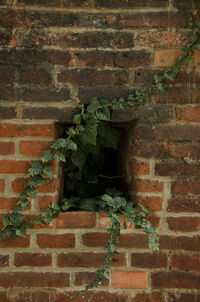 Ivy growing on brick wall