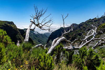 Plants growing on land against sky