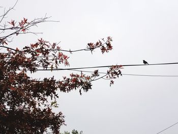 Low angle view of birds perching on cable against sky