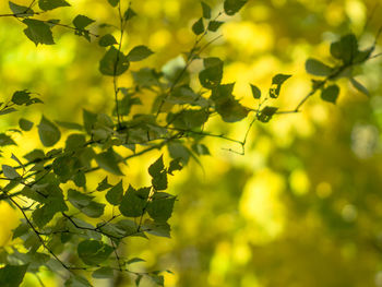 Low angle view of yellow leaves on tree