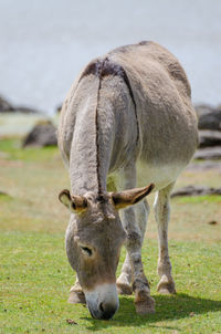 Close-up of donkey grazing on field