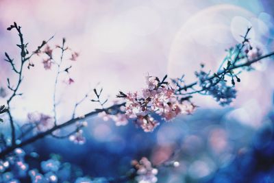 Low angle view of flowers on branch