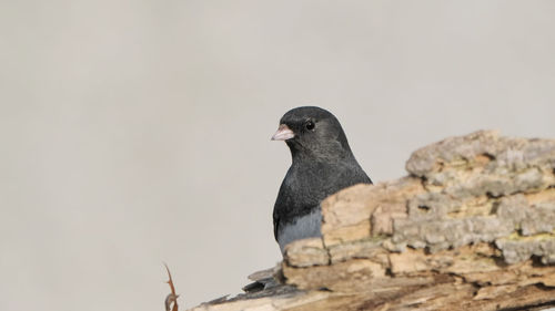 Junco perched on a branch 