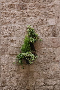 Low angle view of ivy on wall