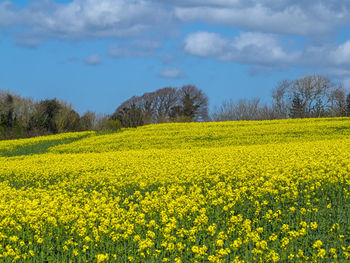 Scenic view of oilseed rape field against cloudy sky