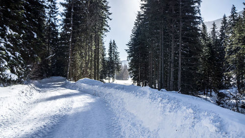 Snow covered pine trees in forest