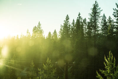 Sun shining through trees