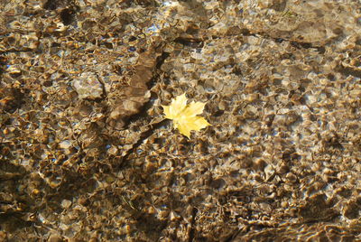 Close-up of yellow flowers