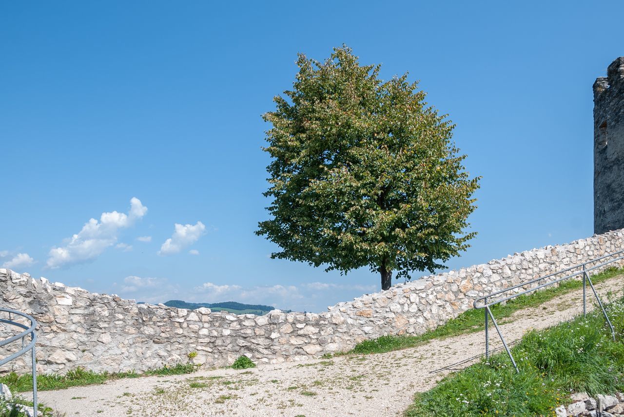 tree, growth, sky, no people, outdoors, nature, day, beauty in nature