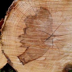 Close-up of tree stump in forest