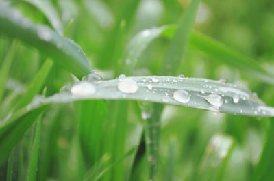 Close-up of water drops on leaf