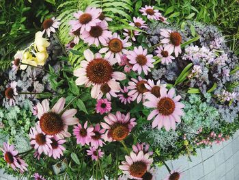 Close-up of daisy flowers